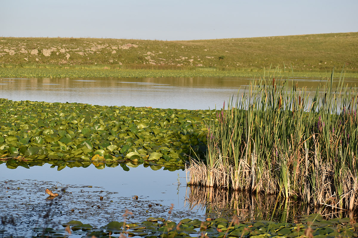 Urasar Water Lily Lake